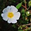 Cistus salviifolius